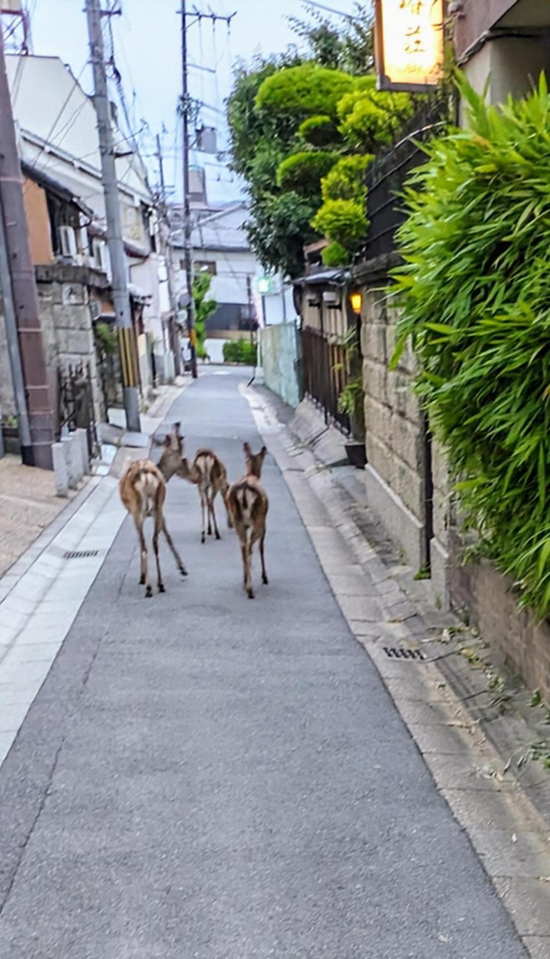 Hotel Tsubakiso à Nara Extérieur photo